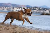 AMSTAFF ADULT 205